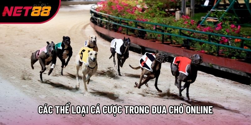 Các thể loại cá cược trong đua chó online Các thể loại cá cược trong đua chó online