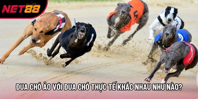 Đua chó ảo với đua chó thực tế khác nhau như nào? Đua chó ảo với đua chó thực tế khác nhau như nào?