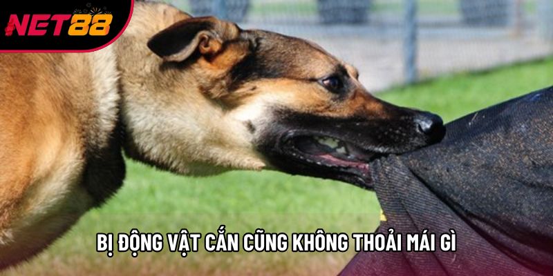 Bị động vật cắn cũng không thoải mái gì